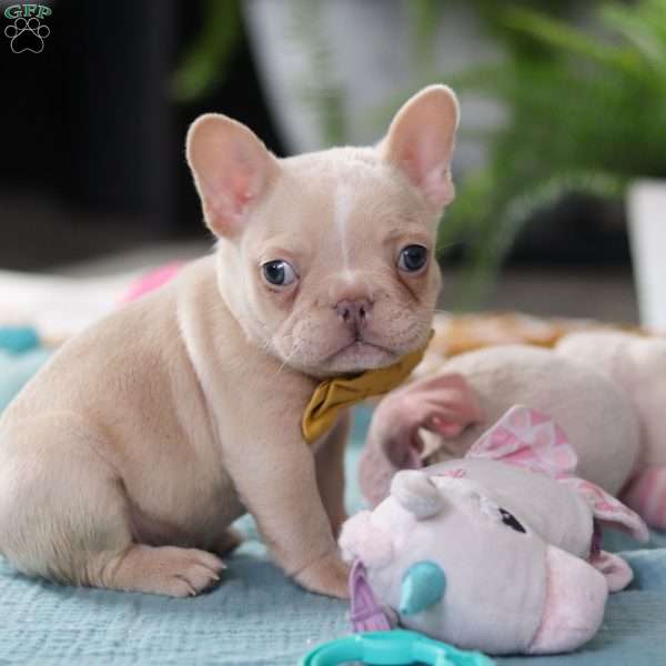 Jared, French Bulldog Puppy