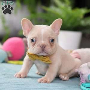 Jared, French Bulldog Puppy