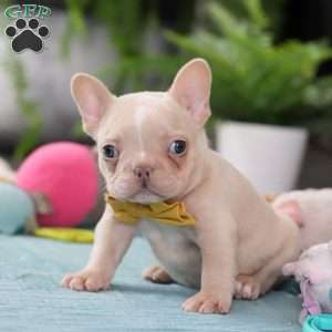 Jared, French Bulldog Puppy