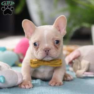 Jared, French Bulldog Puppy