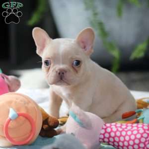 Jared, French Bulldog Puppy
