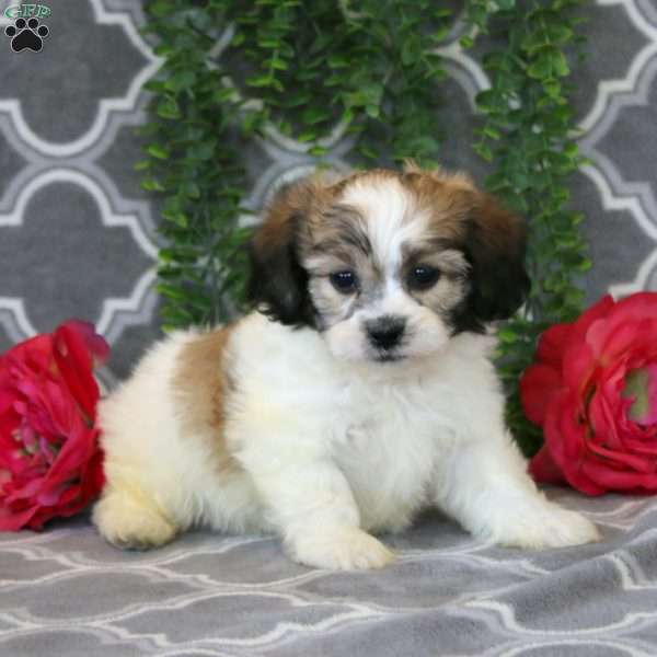 Jared, Teddy Bear Puppy