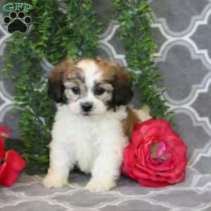 Jared, Teddy Bear Puppy