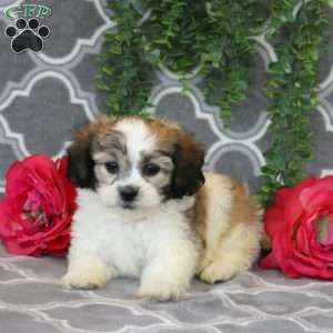 Jared, Teddy Bear Puppy