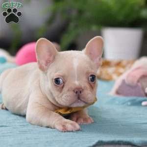 Jared, French Bulldog Puppy