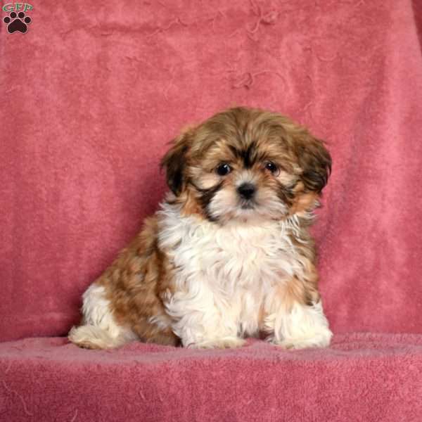 Jasmine, Shih Tzu Puppy