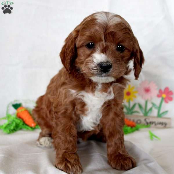 Jasmine, Cavapoo Puppy