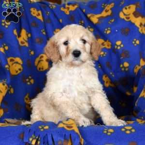 Jason, Goldendoodle Puppy