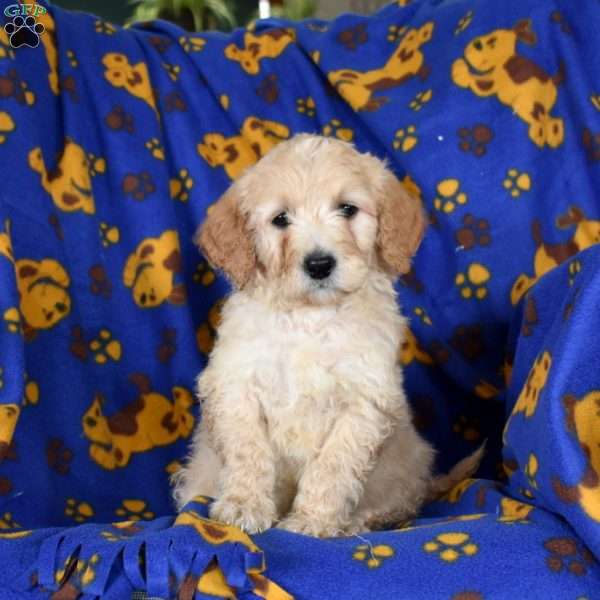 Jason, Goldendoodle Puppy