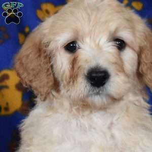 Jason, Goldendoodle Puppy