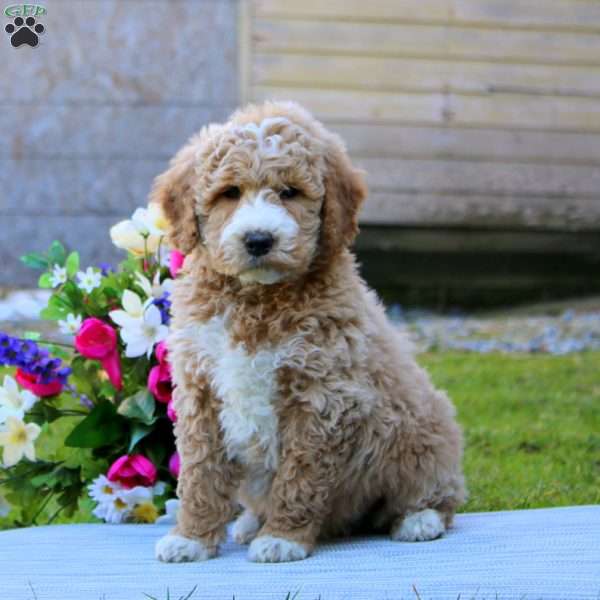 Jason, Mini Goldendoodle Puppy