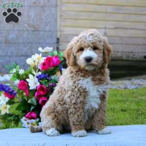 Jason, Mini Goldendoodle Puppy