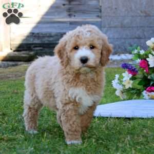 Jason, Mini Goldendoodle Puppy