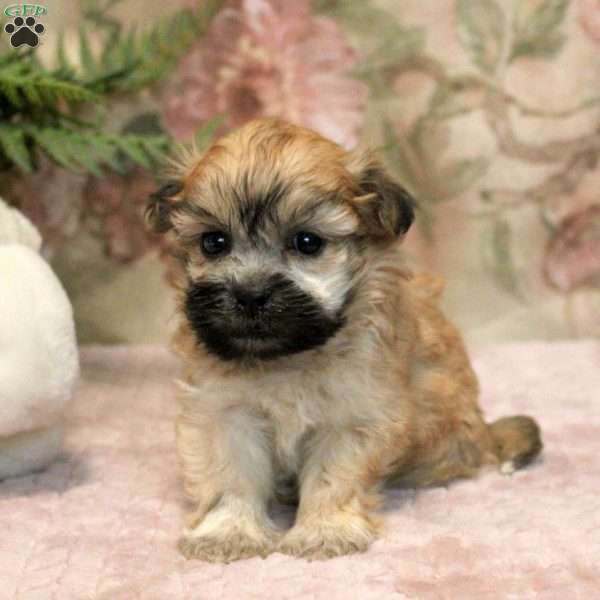 Jasper, Teddy Bear Puppy