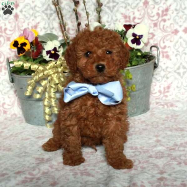 Jasper, Bich-Poo Puppy