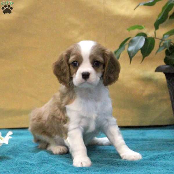 Jasper, Cavalier King Charles Spaniel Puppy