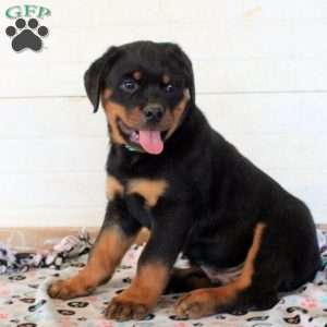 Jasper, Rottweiler Puppy