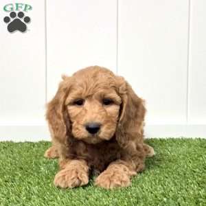 Jasper, Mini Goldendoodle Puppy