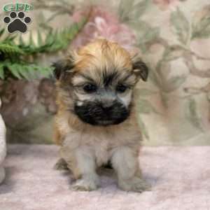 Jasper, Teddy Bear Puppy