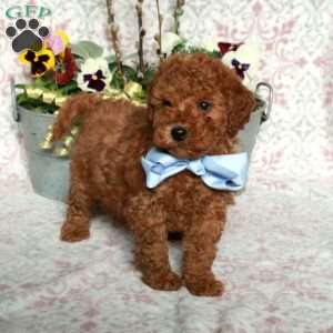 Jasper, Bich-Poo Puppy