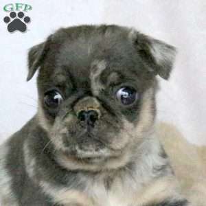 Jasper, Pug Puppy