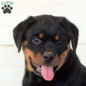 Jasper, Rottweiler Puppy