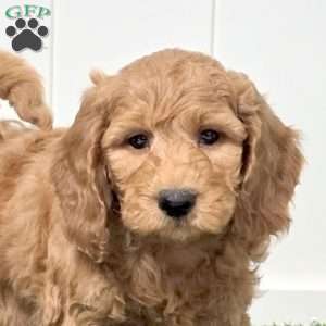 Jasper, Mini Goldendoodle Puppy
