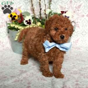 Jasper, Bich-Poo Puppy