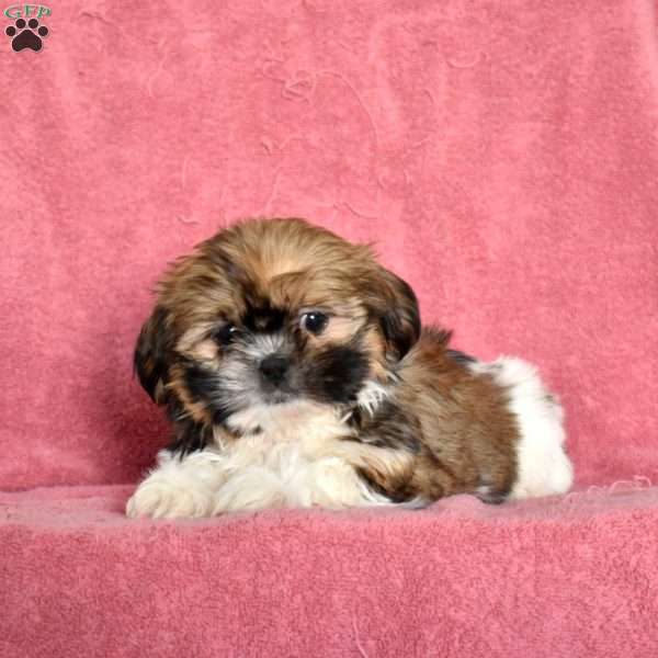 Java, Shih Tzu Puppy
