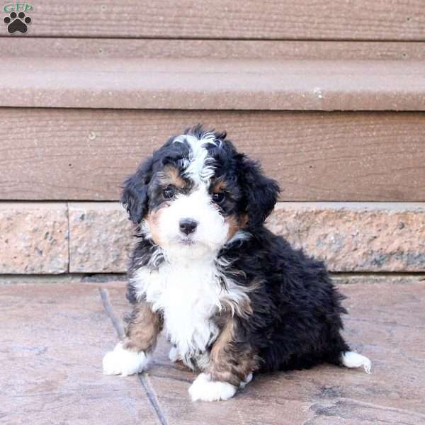 Jax, Mini Bernedoodle Puppy