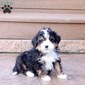 Jax, Mini Bernedoodle Puppy