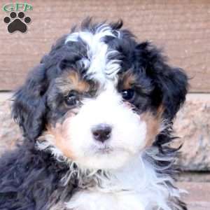 Jax, Mini Bernedoodle Puppy