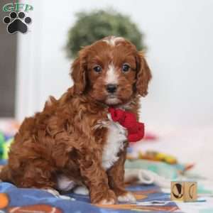 Jaxon, Cavapoo Puppy