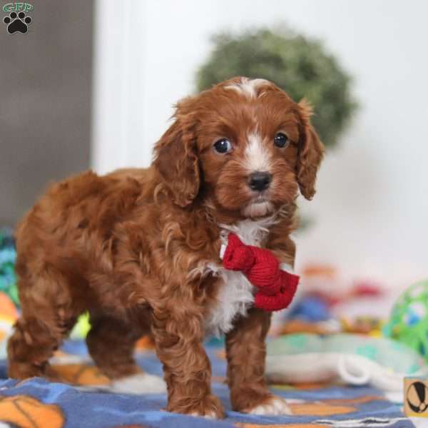 Jaxon, Cavapoo Puppy