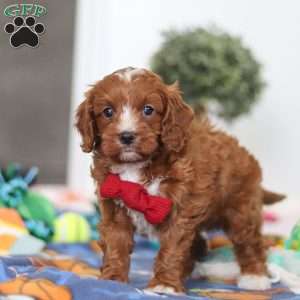 Jaxon, Cavapoo Puppy