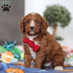 Jaxon, Cavapoo Puppy