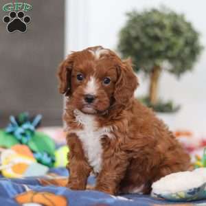 Jaxon, Cavapoo Puppy