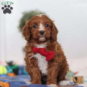 Jaxon, Cavapoo Puppy