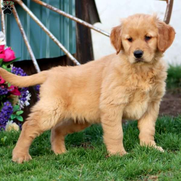 Jayda, Golden Retriever Puppy