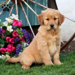 Jayda, Golden Retriever Puppy