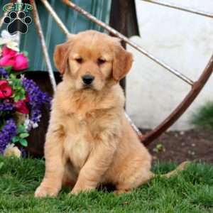 Jayda, Golden Retriever Puppy