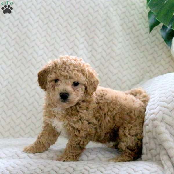 Jelly Bean, Bich-Poo Puppy