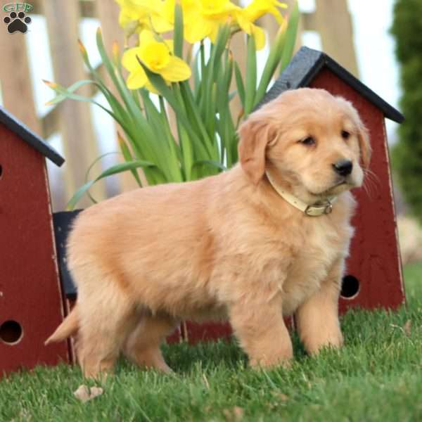 Jelly Bean, Golden Retriever Puppy