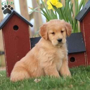 Jelly Bean, Golden Retriever Puppy