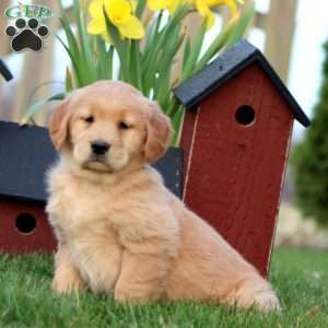Jelly Bean, Golden Retriever Puppy
