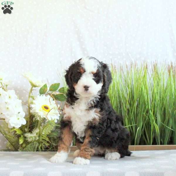 Jenna, Mini Bernedoodle Puppy