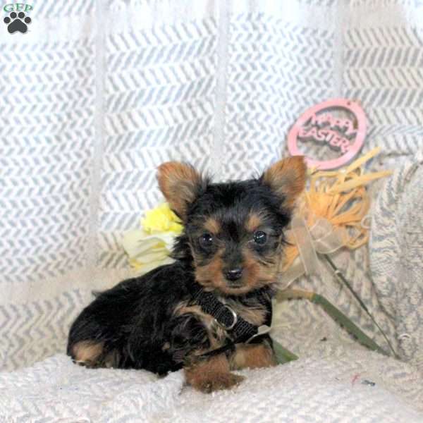 Jenna, Yorkie Puppy