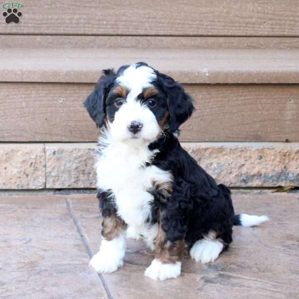 Jenna, Mini Bernedoodle Puppy