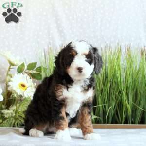 Jenna, Mini Bernedoodle Puppy