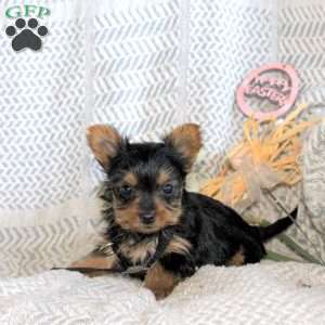 Jenna, Yorkie Puppy